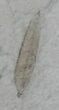Fossil Mimosites coloradensis Leaf - Green River Formation #22643-2